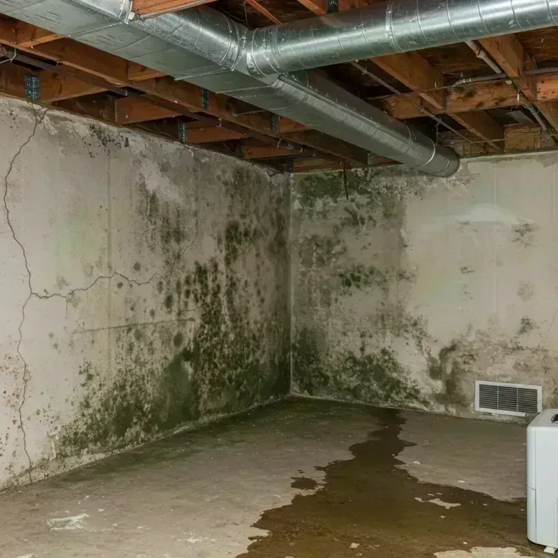 Professional Mold Removal in Larue County, KY